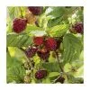 20-30cm Autumn Bliss' Raspberry Bush | 5 Bare Root Canes -All Plants Sales Store TR0610 rollover image 06b1