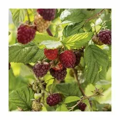 20-30cm Autumn Bliss' Raspberry Bush | 5 Bare Root Canes