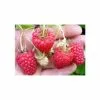 20-30cm Cascade Delight' Raspberry Bush | 5 Bare Root Canes -All Plants Sales Store TR0611 main image ed52