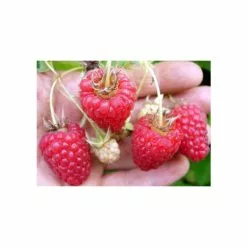 20-30cm Cascade Delight' Raspberry Bush | 5 Bare Root Canes