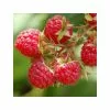 20-30cm Glen Ample' Raspberry Bush | 5 Bare Root Canes -All Plants Sales Store TR0612 3147