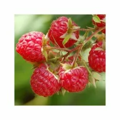 20-30cm Glen Ample' Raspberry Bush | 5 Bare Root Canes