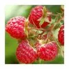 20-30cm Glen Lyon' Raspberry Bush | 5 Bare Root Canes -All Plants Sales Store TR0614 main image 7855