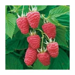 20-30cm Glen Prosen' Raspberry Bush | 5 Bare Root Canes