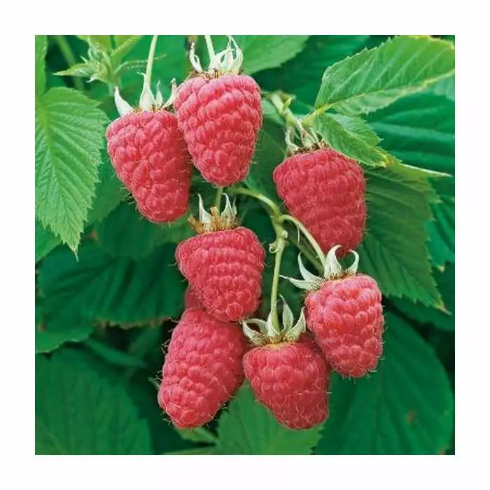 20-30cm Glen Prosen' Raspberry Bush | 5 Bare Root Canes 3 20-30cm Glen Prosen' Raspberry Bush | 5 Bare Root Canes