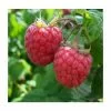 20-30cm Malling Jewel' Raspberry Bush | 5 Bare Root Canes -All Plants Sales Store TR0616 main image 8457