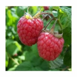 20-30cm Malling Jewel' Raspberry Bush | 5 Bare Root Canes
