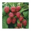 20-30cm Malling Admiral' Raspberry Bush | 5 Bare Root Canes -All Plants Sales Store TR0618 main image 1cb6