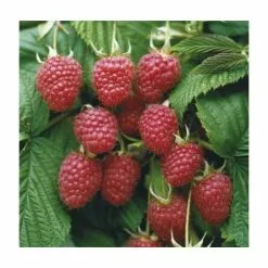 20-30cm Malling Admiral' Raspberry Bush | 5 Bare Root Canes