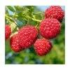 20-30cm Octavia' Raspberry Bush | 5 Bare Root Canes 2 20-30cm Octavia' Raspberry Bush | 5 Bare Root Canes -All Plants Sales Store TR0619 main image 3b7a