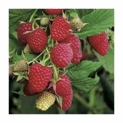 20-30cm Polka' Raspberry Bush | 5 Bare Root Canes -All Plants Sales Store TR0620 rollover image 74de