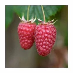 20-30cm Tulameen' Raspberry Bush | 5 Bare Root Canes