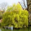 Salix × Sepulcralis Var. Chrysocoma | Golden Weeping Willow Tree | 9L Pot | 120-150cm -All Plants Sales Store TR06259L main image a979