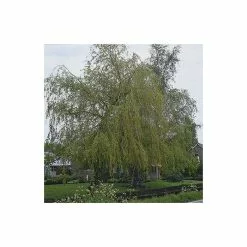 Salix × Sepulcralis Var. Chrysocoma | Golden Weeping Willow Tree | Bare Root | 120-150cm -All Plants Sales Store TR0625BR add image 1 bb9f
