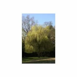 Salix × Sepulcralis Var. Chrysocoma | Golden Weeping Willow Tree | Bare Root | 120-150cm -All Plants Sales Store TR0625BR add image 2 69c6
