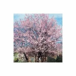 Prunus Cerasifera 'Pissardii' | Cherry Blossom Tree -All Plants Sales Store TR062710L add image 1 e216