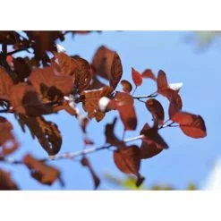 Prunus Cerasifera 'Pissardii' | Cherry Blossom Tree -All Plants Sales Store TR062710L add image 2 c1b8