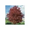 Prunus Cerasifera 'Pissardii' | Cherry Blossom Tree -All Plants Sales Store TR062710L main image a5b1