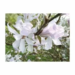 Magnolia Stellata | Star Magnolia | 18L Pot | 180-200cm -All Plants Sales Store TR063218L add image 1 8d89