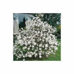 Magnolia Stellata | Star Magnolia | 18L Pot | 180-200cm -All Plants Sales Store TR063218L add image 3 6019