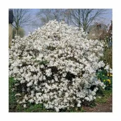 Magnolia Stellata | Star Magnolia | 18L Pot | 180-200cm