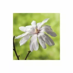 Magnolia Stellata | Star Magnolia | 18L Pot | 150-180cm Half Standard -All Plants Sales Store TR063230L2 add image 3 d5a7