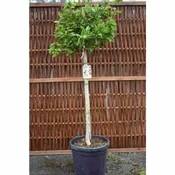 Magnolia Stellata | Star Magnolia | 18L Pot | 150-180cm Half Standard -All Plants Sales Store TR063230L2 add image 5 80f6