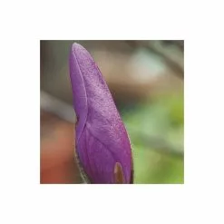 Magnolia 'Susan' | 18L Pot | 120-150cm -All Plants Sales Store TR063318L add image 2 46c0