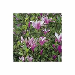 Magnolia 'Susan' | 18L Pot | 180-200cm -All Plants Sales Store TR063330L2 add image 3 10f2