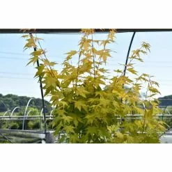 Acer Palmatum 'Orange Dream' | Japanese Maple Tree | 7.5L Pot | 70-90cm -All Plants Sales Store TR070175L add image 3 2205