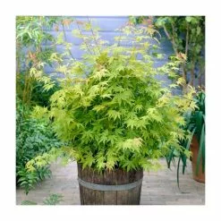 Acer Palmatum 'Orange Dream' | Japanese Maple Tree | 7.5L Pot | 70-90cm