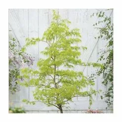 Acer Palmatum 'Dissectum' | Japanese Maple Tree | 5L Pot -All Plants Sales Store TR07055L add image 1 01c1