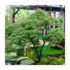 Acer Palmatum 'Dissectum' | Japanese Maple Tree | 5L Pot -All Plants Sales Store TR07055L main image 409c