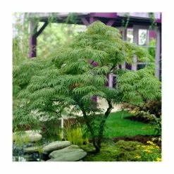 Acer Palmatum 'Dissectum' | Japanese Maple Tree | 5L Pot