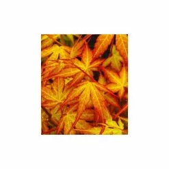 Acer Palmatum 'Katsura' | Japanese Maple Tree | 5L Pot -All Plants Sales Store TR07075L add image 1 7b5e