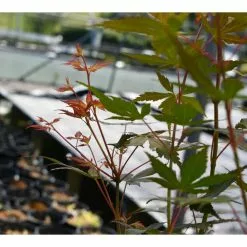 Acer Palmatum 'Katsura' | Japanese Maple Tree | 5L Pot -All Plants Sales Store TR07075L add image 3 fcc5