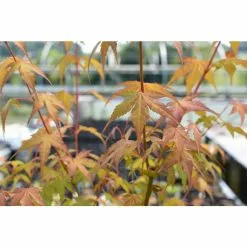 Acer Palmatum 'Katsura' | Japanese Maple Tree | 70-90cm | 7.5L Pot 10 Acer Palmatum 'Katsura' | Japanese Maple Tree | 70-90cm | 7.5L Pot -All Plants Sales Store TR070775L add image 2 4c8e