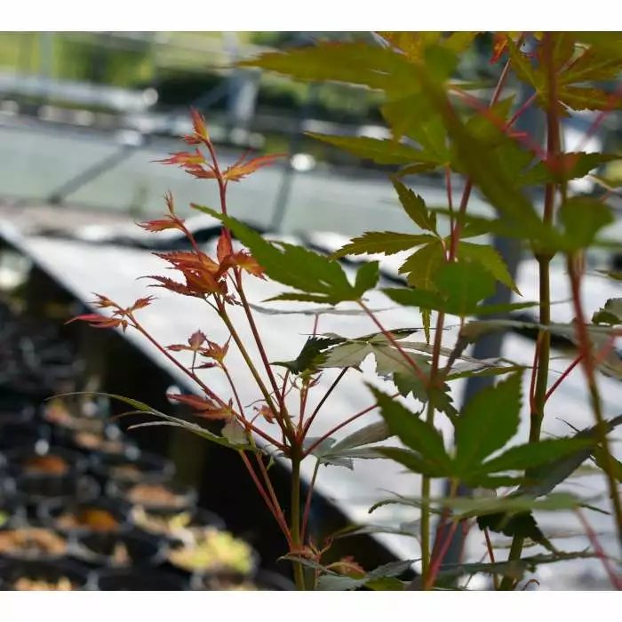 Acer Palmatum 'Katsura' | Japanese Maple Tree | 70-90cm | 7.5L Pot 7 Acer Palmatum 'Katsura' | Japanese Maple Tree | 70-90cm | 7.5L Pot - Image 5