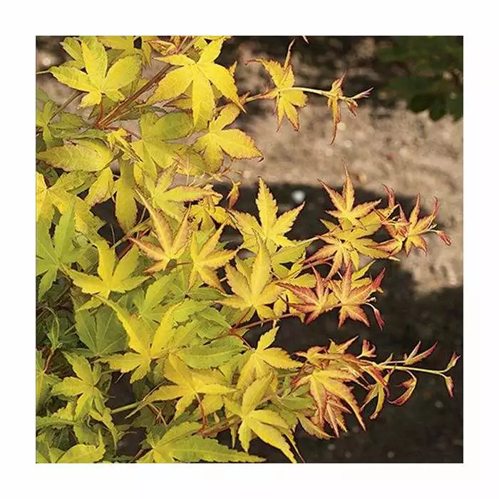 Acer Palmatum 'Katsura' | Japanese Maple Tree | 70-90cm | 7.5L Pot 4 Acer Palmatum 'Katsura' | Japanese Maple Tree | 70-90cm | 7.5L Pot - Image 2