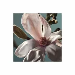 Magnolia × Soulangeana | 9cm Pot -All Plants Sales Store TR1027 add image 1 27c1