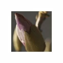 Magnolia × Soulangeana | 9cm Pot -All Plants Sales Store TR1027 add image 2 8edc