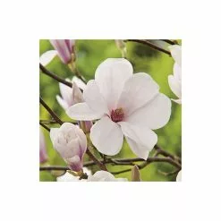Magnolia × Soulangeana | 9cm Pot -All Plants Sales Store TR1027 add image 3 72ed