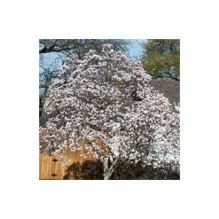 Magnolia × Soulangeana | 9cm Pot