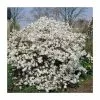 Magnolia Stellata | Star Magnolia | 9cm Pot 1 Magnolia Stellata | Star Magnolia | 9cm Pot -All Plants Sales Store TR1028 main image 3e6d