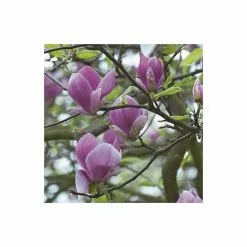 Magnolia 'Susan' | 9cm Pot -All Plants Sales Store TR1029 add image 2 a375