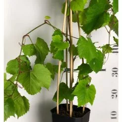 2-3ft 'Crimson Seedless' Grape Vine | 3L Pot | Seedless | Outdoor -All Plants Sales Store TR1030 add image 2 0862