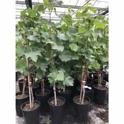 2-3ft 'Crimson Seedless' Grape Vine | 3L Pot | Seedless | Outdoor -All Plants Sales Store TR1030 add image 3 55d8
