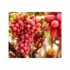 2-3ft 'Crimson Seedless' Grape Vine | 3L Pot | Seedless | Outdoor -All Plants Sales Store TR1030 main image 9485