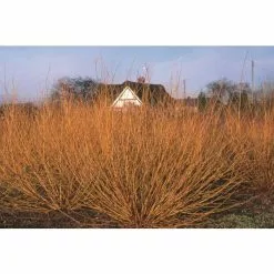 Salix Alba 'Golden Ness' | White Willow Tree | 12L Pot | 150-180cm | By Frank P Matthews