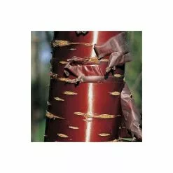 Prunus Serrula | Multi Stem Tibetan Cherry Blossom Tree | 18L Pot | 160-200cm -All Plants Sales Store TR1236 add image 1 cbb8